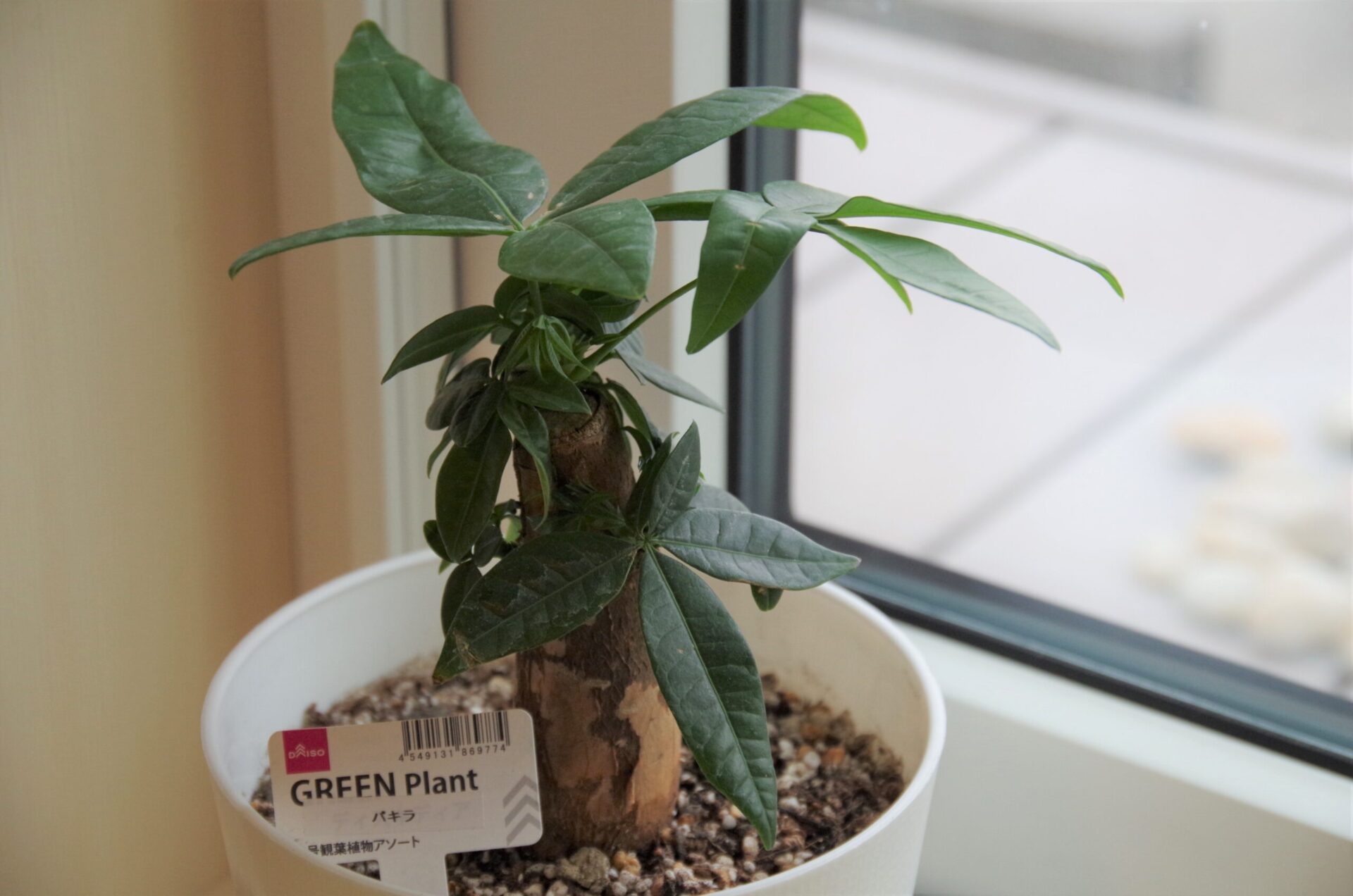 観葉植物 パキラ 成長日記 18日目 40歳庶民サラリーマンのお金の考え