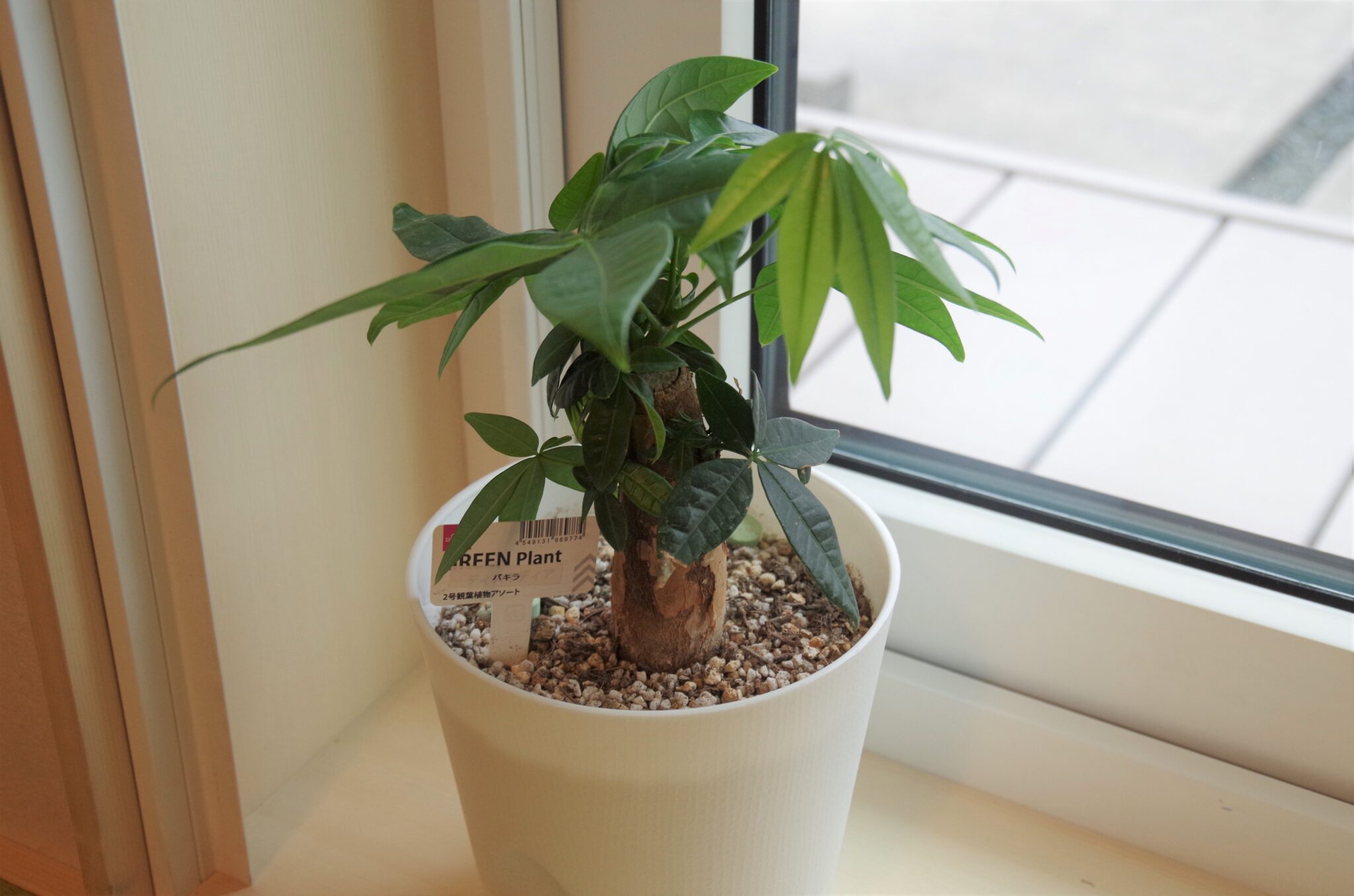 観葉植物 パキラ 成長日記 60日目 40歳庶民サラリーマンのお金の考え 観葉植物 パキラ 成長日記 60日目 40歳庶民サラリーマンのお金の考え